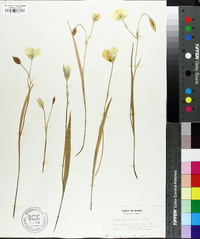 Calochortus apiculatus image