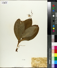 Clintonia borealis image