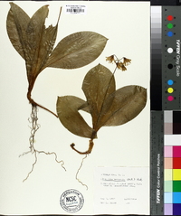 Clintonia borealis image