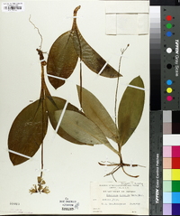 Clintonia borealis image