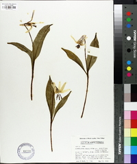 Erythronium umbilicatum image