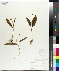 Erythronium umbilicatum image