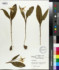 Erythronium rostratum image