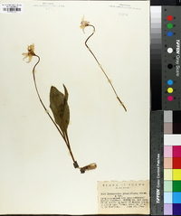 Erythronium grandiflorum image