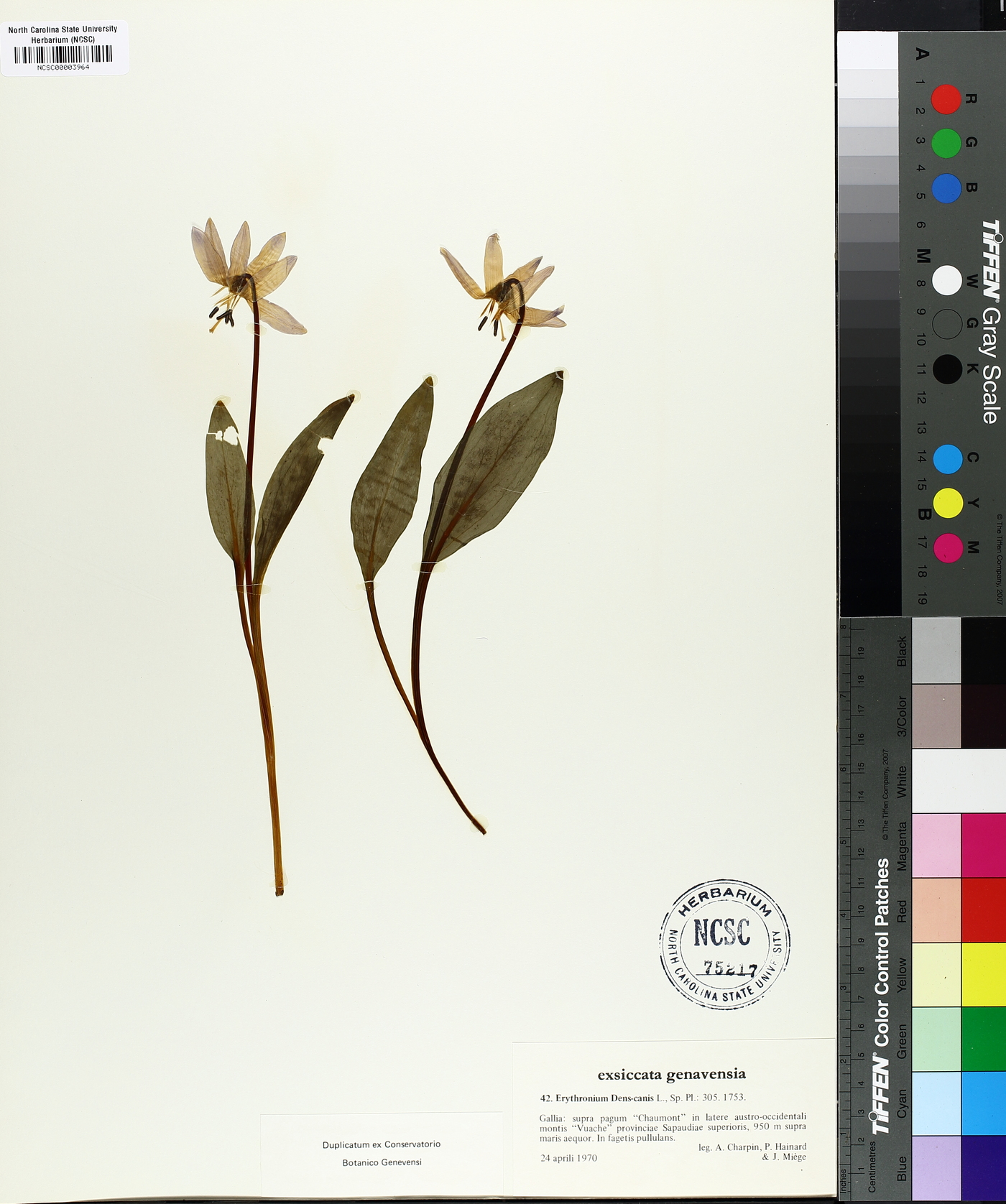 Erythronium dens-canis image