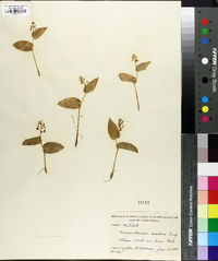 Maianthemum canadense image