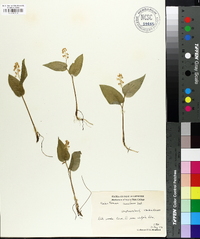 Maianthemum canadense image