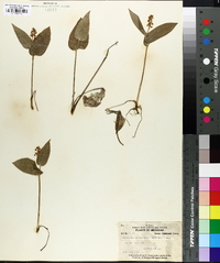 Maianthemum canadense image