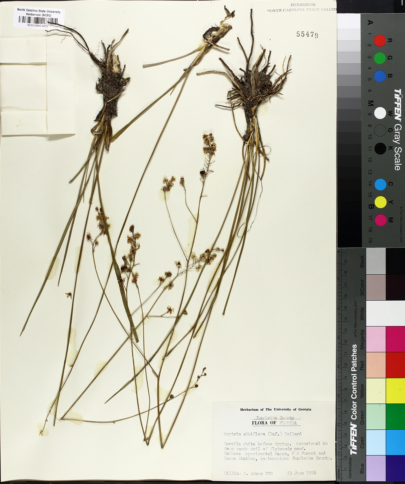 Oxytria albiflora image