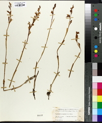 Cephalanthera austinae image