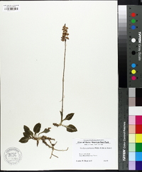 Goodyera pubescens image