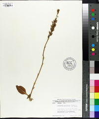 Goodyera pubescens image