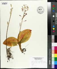 Liparis liliifolia image