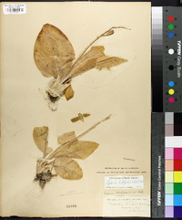 Liparis liliifolia image