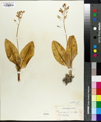 Liparis liliifolia image