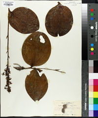 Lysias orbiculata image