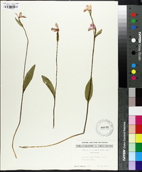 Pogonia ophioglossoides image