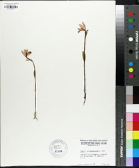 Pogonia ophioglossoides image