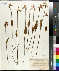 Pogonia ophioglossoides image