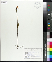 Pogonia ophioglossoides image