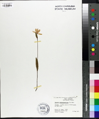 Pogonia ophioglossoides image