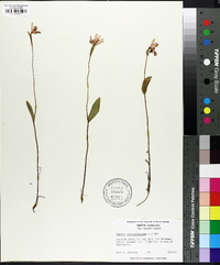 Pogonia ophioglossoides image