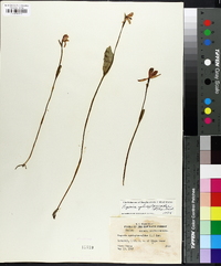 Pogonia ophioglossoides image