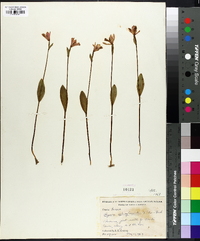 Pogonia ophioglossoides image