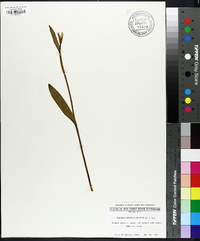 Pogonia ophioglossoides image