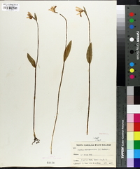 Pogonia ophioglossoides image