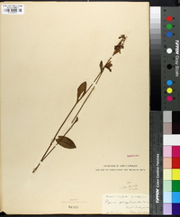 Pogonia ophioglossoides image