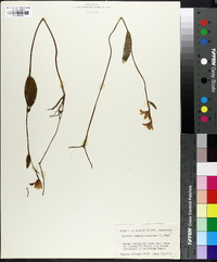 Pogonia ophioglossoides image