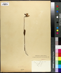 Pogonia ophioglossoides image