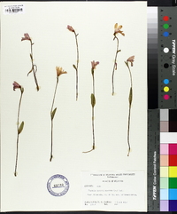 Pogonia ophioglossoides image