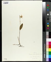 Pogonia ophioglossoides image