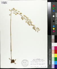 Tipularia discolor image