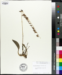 Tipularia discolor image