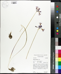 Brodiaea douglasii image