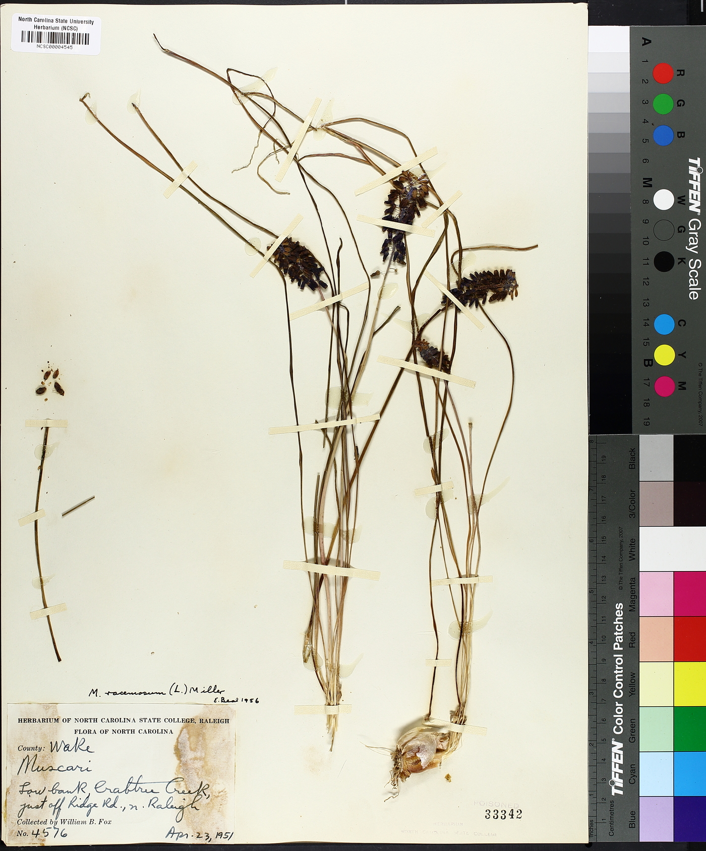 Muscari neglectum image