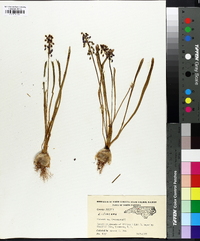 Muscari neglectum image