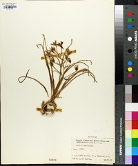 Ornithogalum umbellatum image