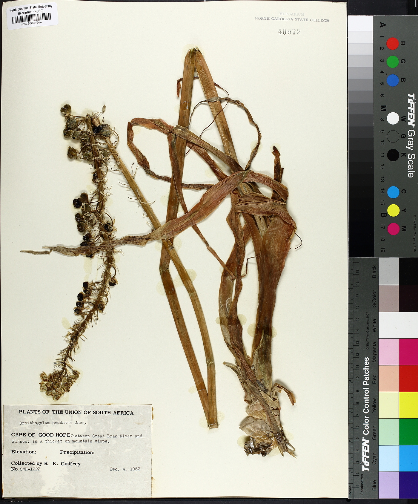 Ornithogalum caudatum image