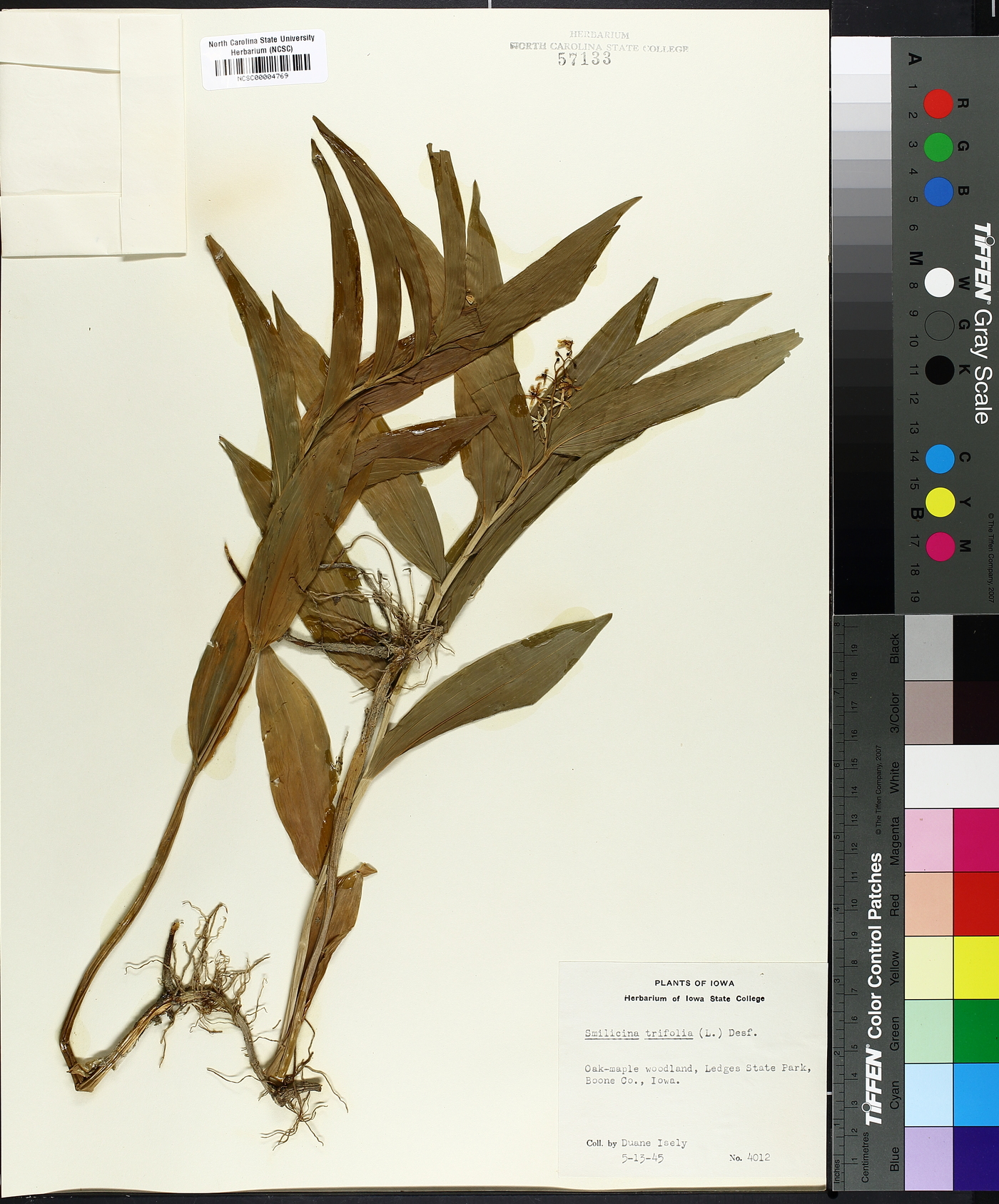 Smilacina trifolia image