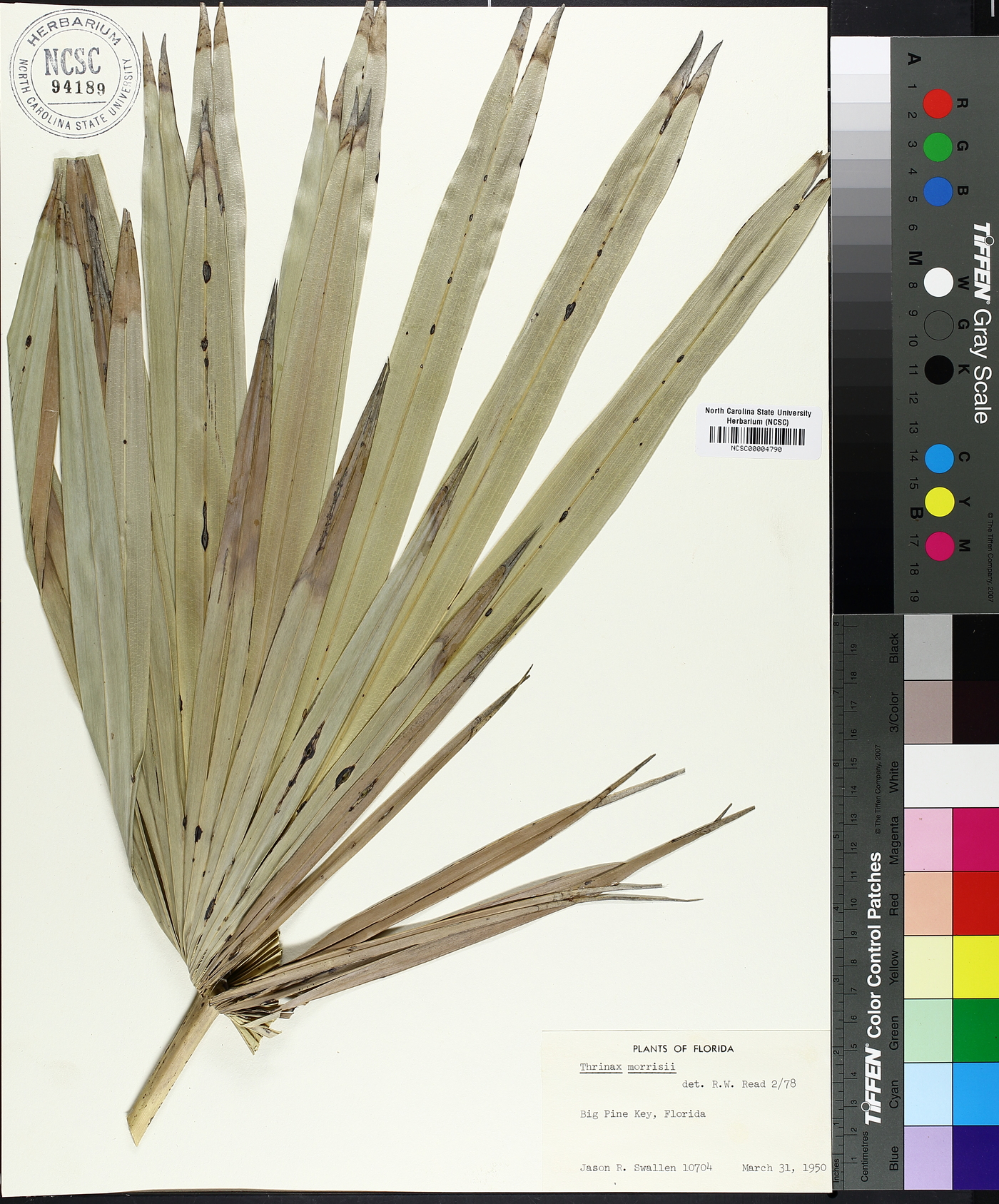 Thrinax morrisii image