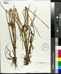 Sparganium angustifolium image
