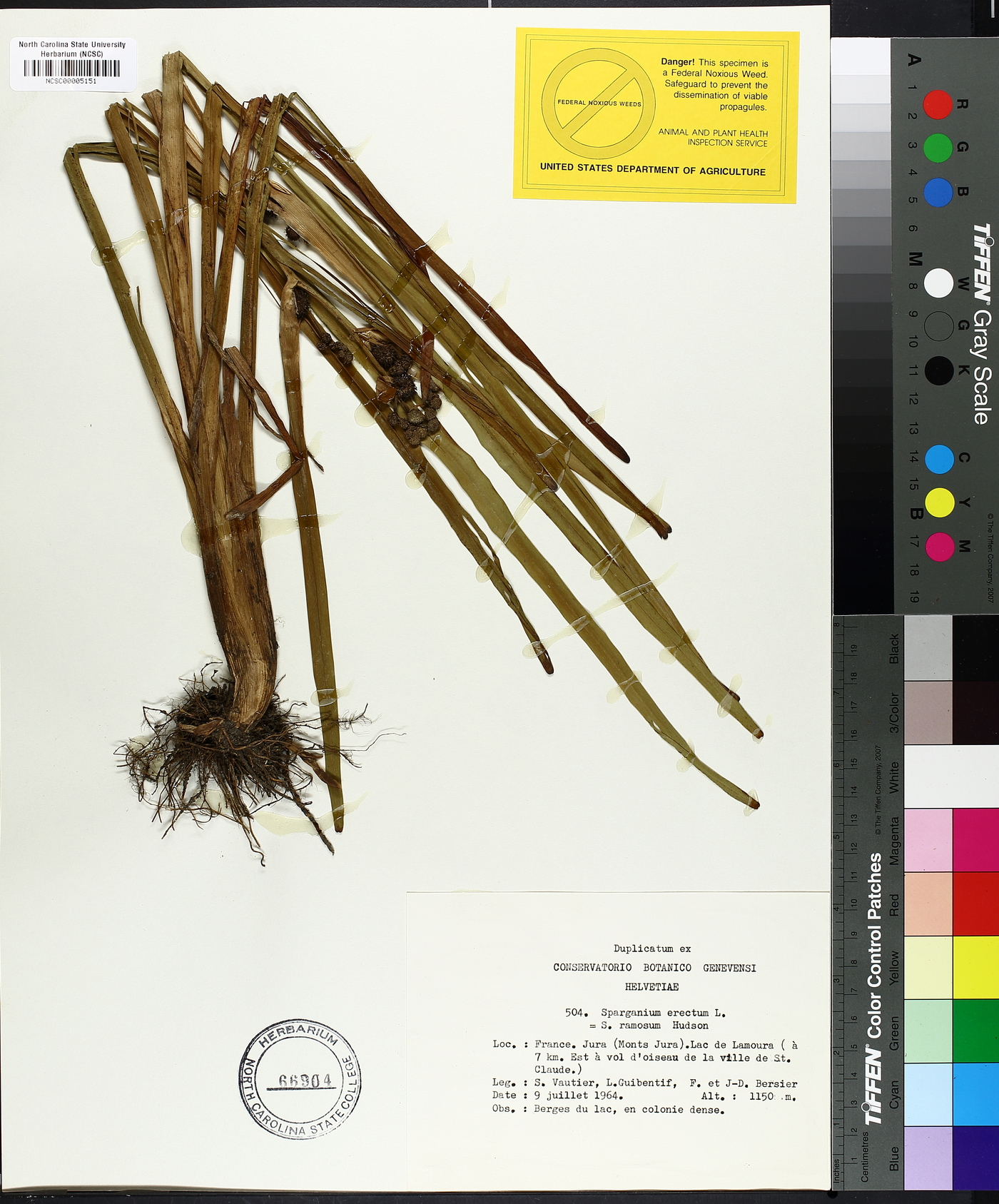 Sparganium erectum image