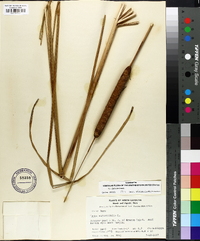 Typha angustifolia image