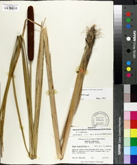 Typha angustifolia image