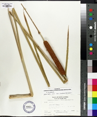 Typha domingensis image