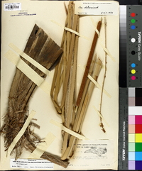 Typha domingensis image